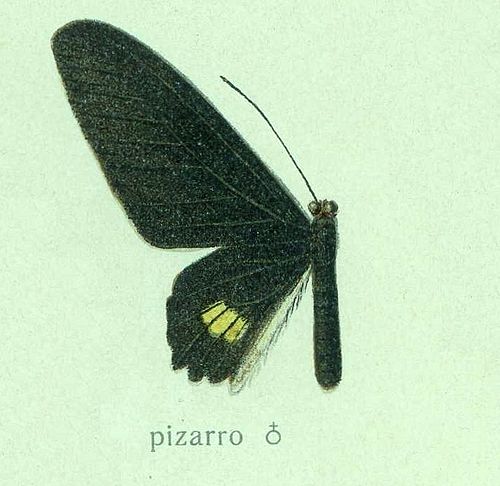 Parides pizarro